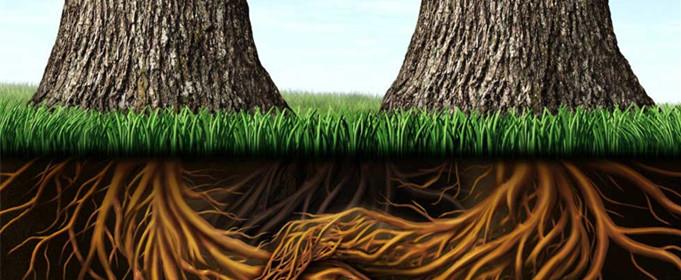 植物的根有什么作用