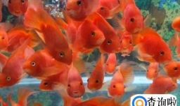 红鹦鹉鱼怎么养