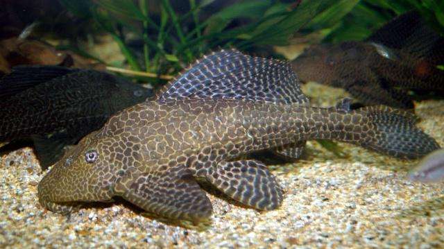 清道夫鱼为什么不能吃