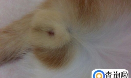 猫怎么分公母？