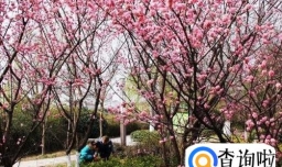 如何拍出好看的桃花照片？