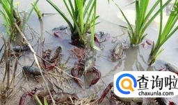 龙虾的养殖技术