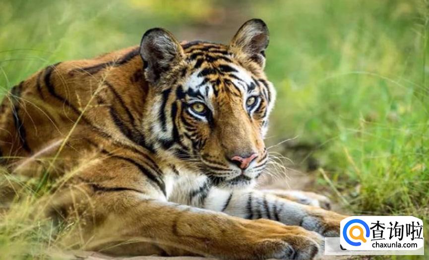 遇到老虎装死行不行