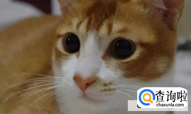 猫咪抑郁症治愈方法