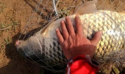 怎么自制钓鱼用的果酸