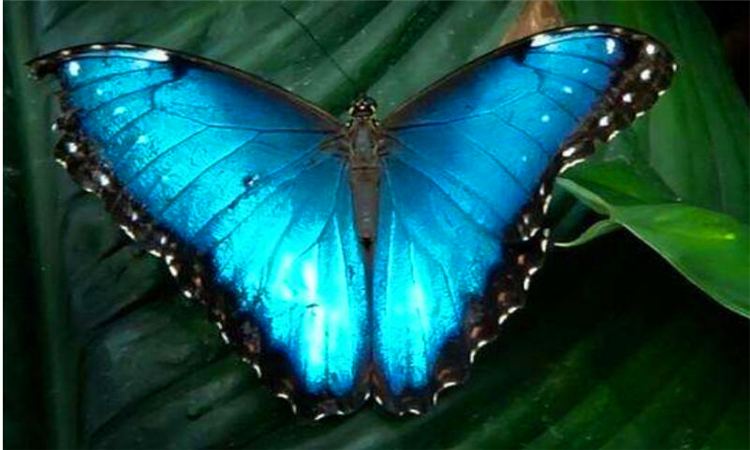 蝴蝶效应是什么意思