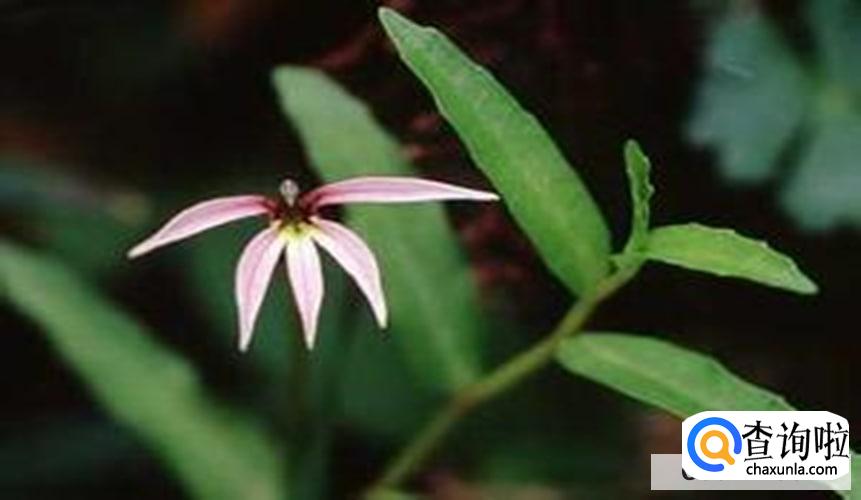 半枝莲长虫了怎么处理