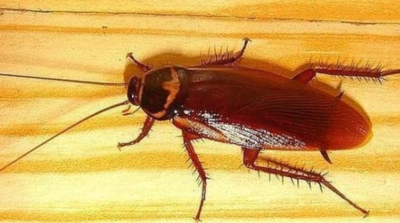 房间为什么有蟑螂