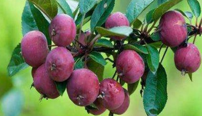 海棠果的功效与作用