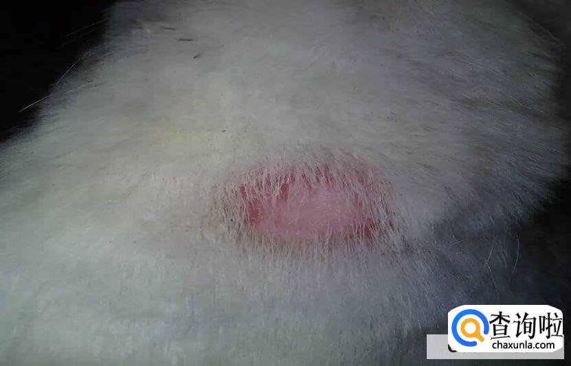 狗狗皮肤病都有哪几种?这些症状需要注意! 