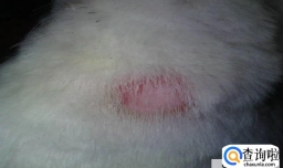 狗狗皮肤病都有哪几种?这些症状需要注意!