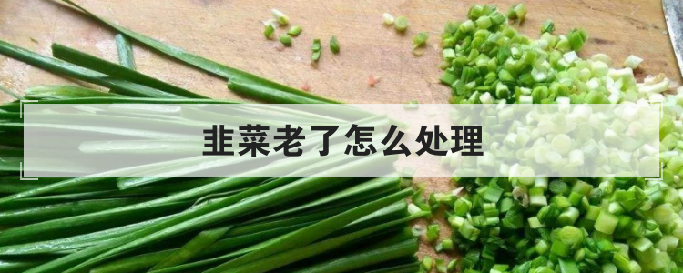 韭菜老了怎么处理
