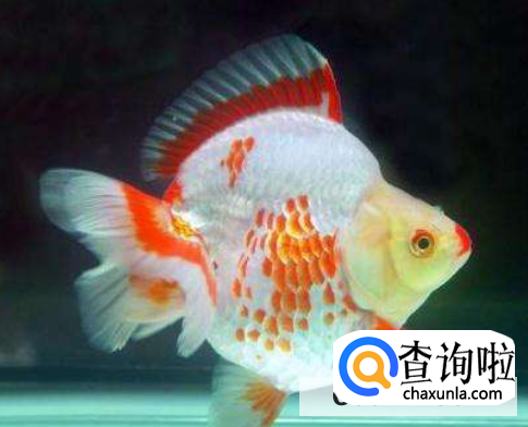 哪些金鱼比较好养