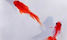 什么鱼比较好养