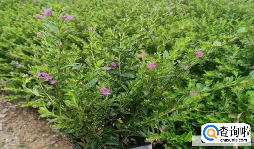 满天星种植的方法和步骤