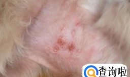 狗狗得了螨虫怎么办?