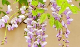 紫藤的养殖方法