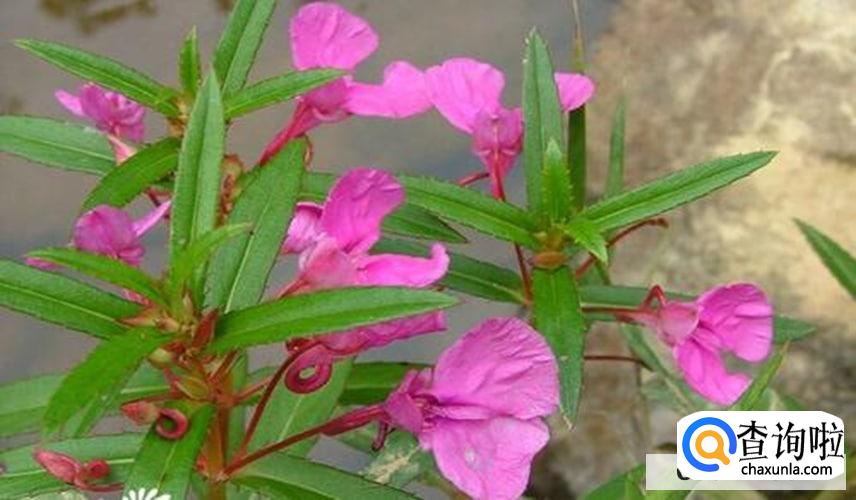 凤仙花的作用与功效