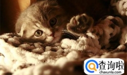 母猫发春怎么能停止, 猫发春吵死了怎么办