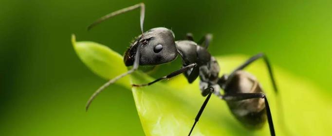 蚂蚁为什么摔不死