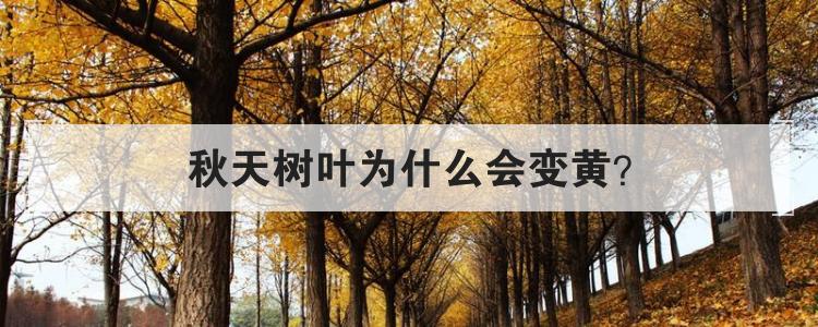 秋天树叶为什么会变黄