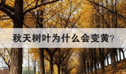 秋天树叶为什么会变黄