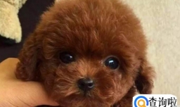 泰迪犬怎么养才听话