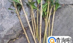 松红梅的养殖方法和注意事项