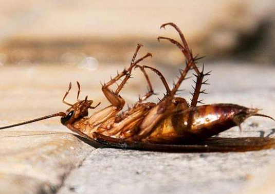 房子有蟑螂该如何处理