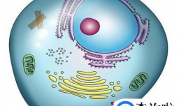 细胞中的细胞器有哪些？