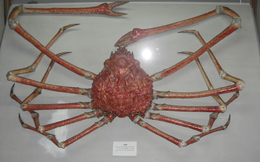 世界上最大的螃蟹