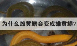 为什么雌黄鳝会变成雄黄鳝