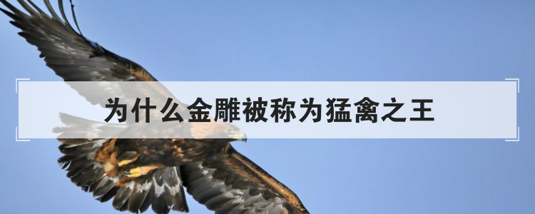 为什么金雕被称为猛禽之王