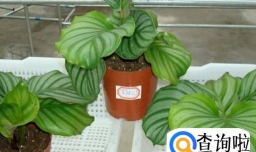 青苹果竹芋的养殖方法和注意事项