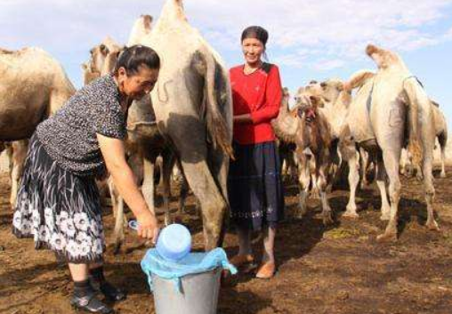 喝驼奶的好处与坏处