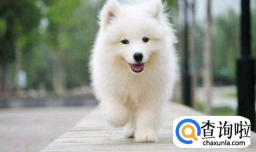 萨摩耶吃什么狗粮比较好，萨摩耶什么东西不能吃