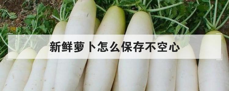 新鲜萝卜怎么保存不空心