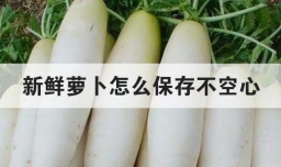 新鲜萝卜怎么保存不空心