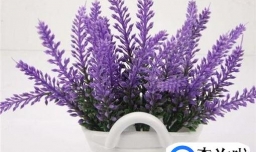 如何辨别真假薰衣草