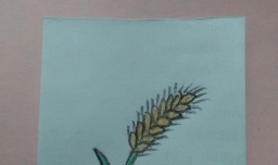 简笔画麦穗的画法