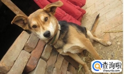 农村养土狗需要注意什么