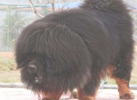 世界上最大的藏獒王