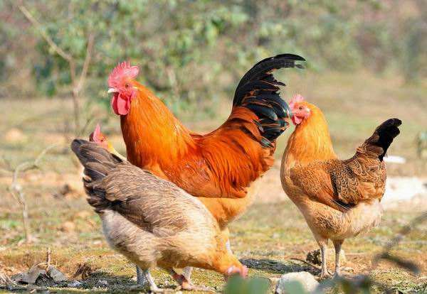 明月依旧照乾坤的生肖