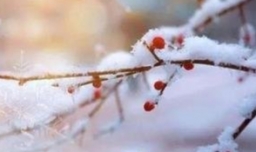 遥知不是雪为有暗香来原文及翻译