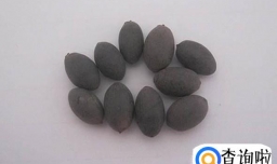 如何在家种植睡莲呢？