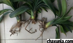 君子兰烂根了怎么办