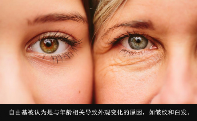 抗氧化是什么意思