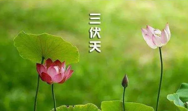 什么时候是二伏天