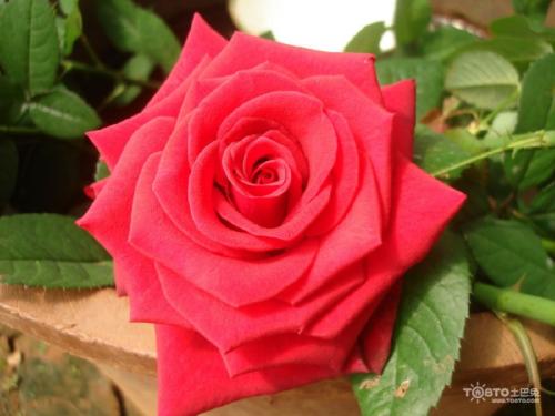 怎样区分月季和玫瑰？