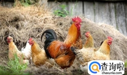 禽流感或成新的大流行毒株 来源是什么？